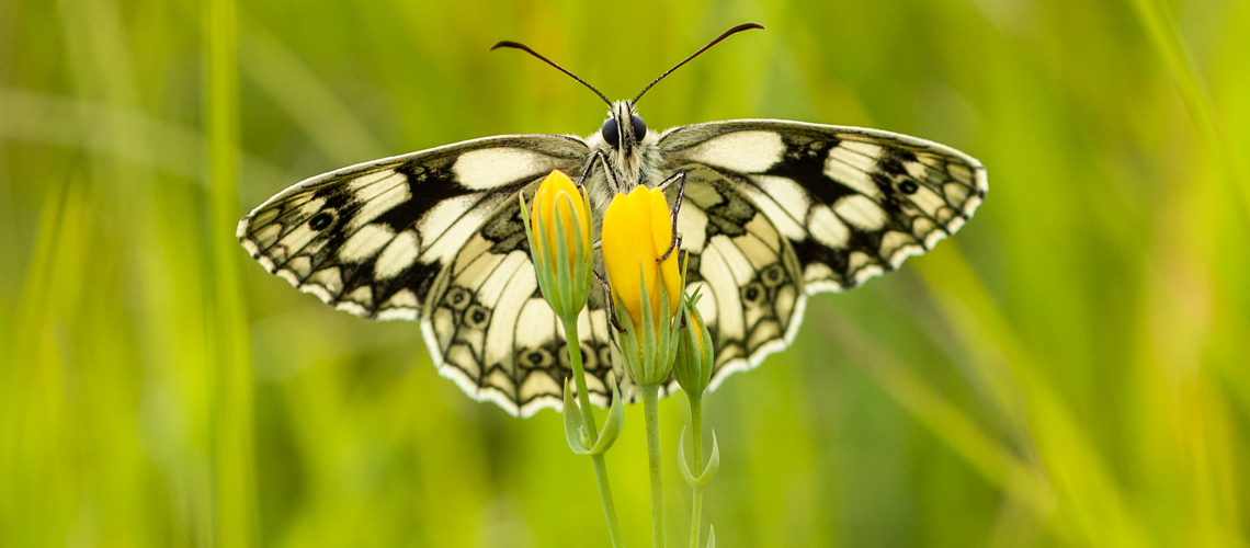 A male Marbled White basking on yellow wort. © Steven Cheshire - 2022.