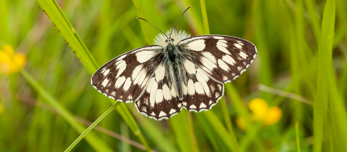 A male Marbled White basking. © Steven Cheshire - 2022.