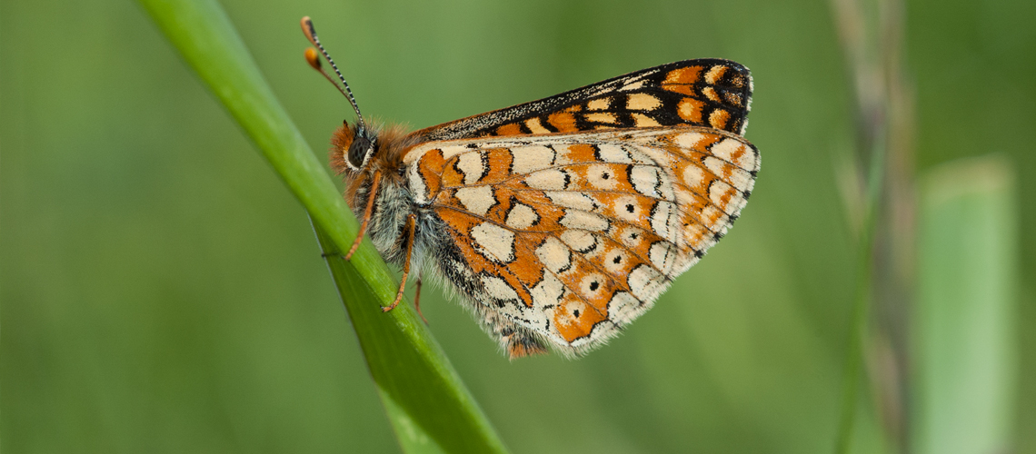 A Marsh Fritillary at Ryton Wood Meadows Butterfly Reserve in 2007 - Part of an un-official release. The species failed to reappear the following year. © 2007 - 2022 Steven Cheshire.