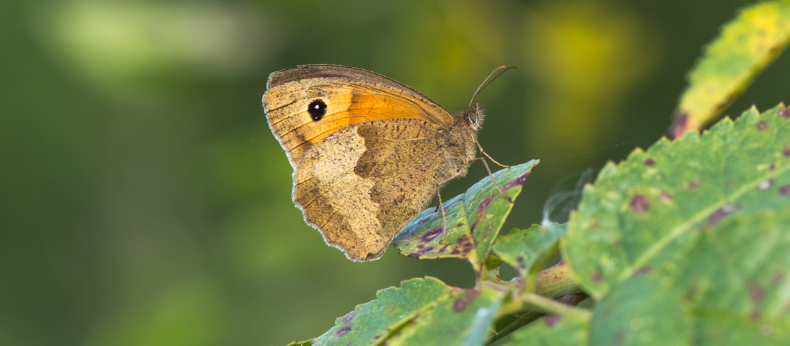 A female Meadow Brown resting at Brandon Marsh Nature Reserve, Warwickshire. © 2017 - 2022 Steven Cheshire.