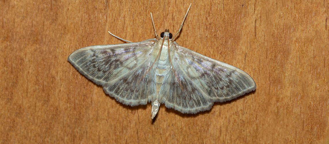 Mother of Pearl moth. © 2019 - 2024 Hugh Woodland.
