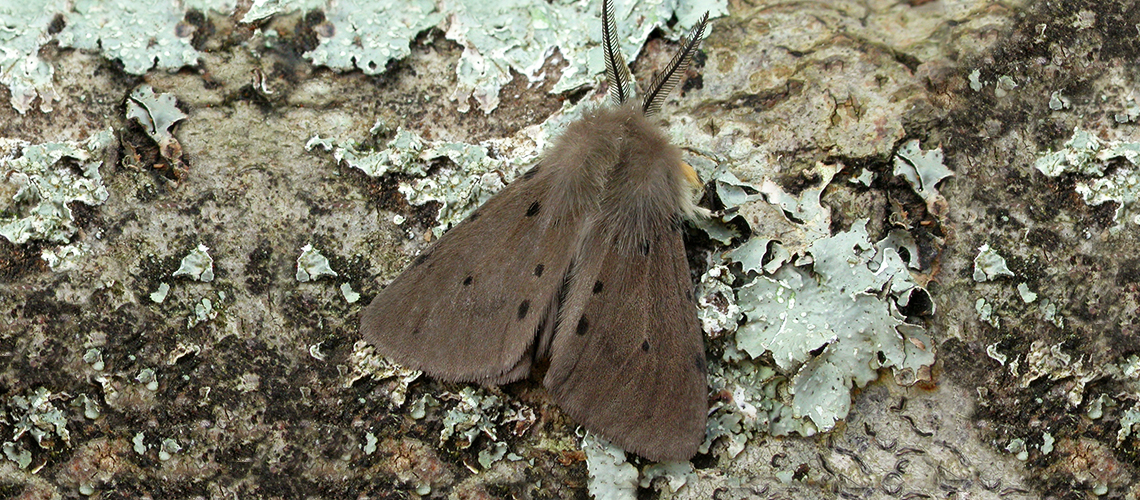 A muslin moth. © 2019 - 2022 Patrick Clement.