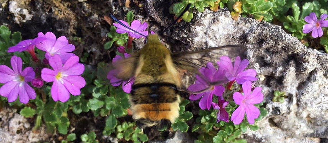 Narrow-bordered Bee Hawk-moth feeding on Erinus alpinus in the garden of Celia and Walter Sawyer on Monday 18th May 2020. ©2020 - 2024 Celia and Walter Sawyer.
