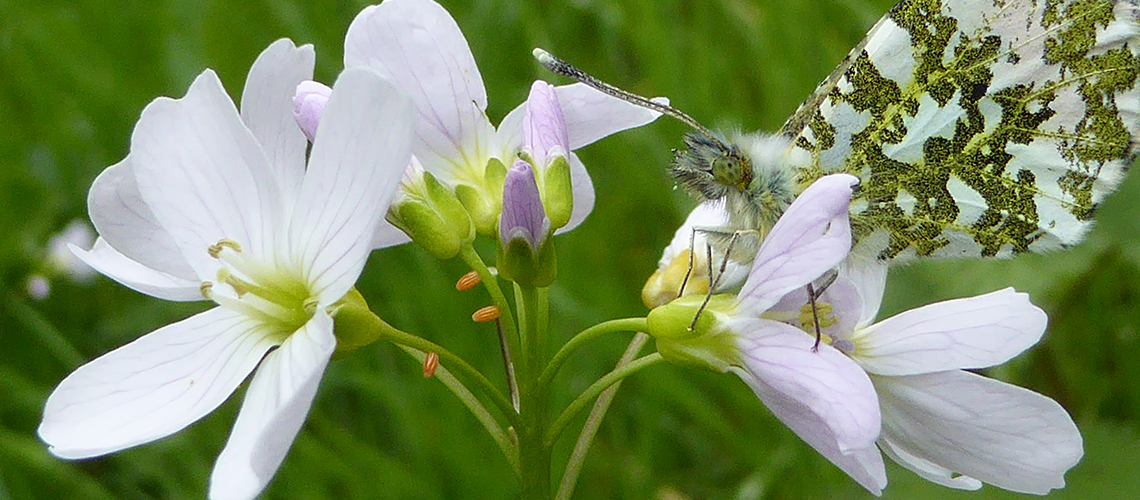 A male Orange-tip with three mature eggs on Lady's Smock (<i>Cardamine pratensis</i>). © 2018 - 2022 Anne Hill.