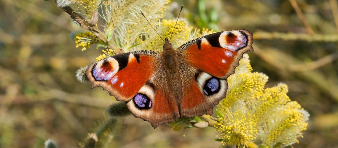 A Peacock butterfly feeding on Sallow in April 2015 at Brandon Marsh. © 2015 - 2022 Steven Cheshire.