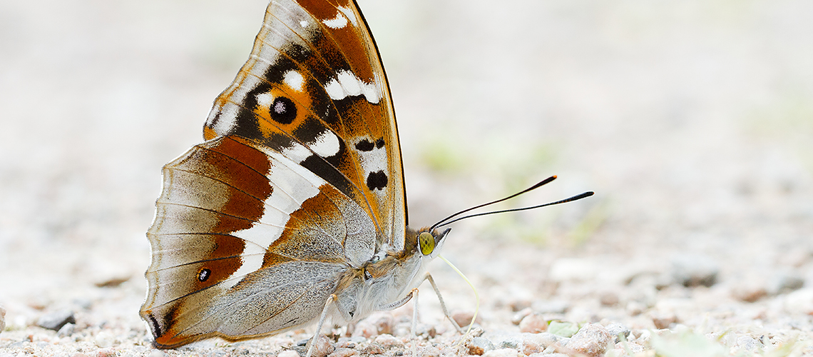 A Purple Emperor taking salts from the ground. © 2022 Gillian Thompson.