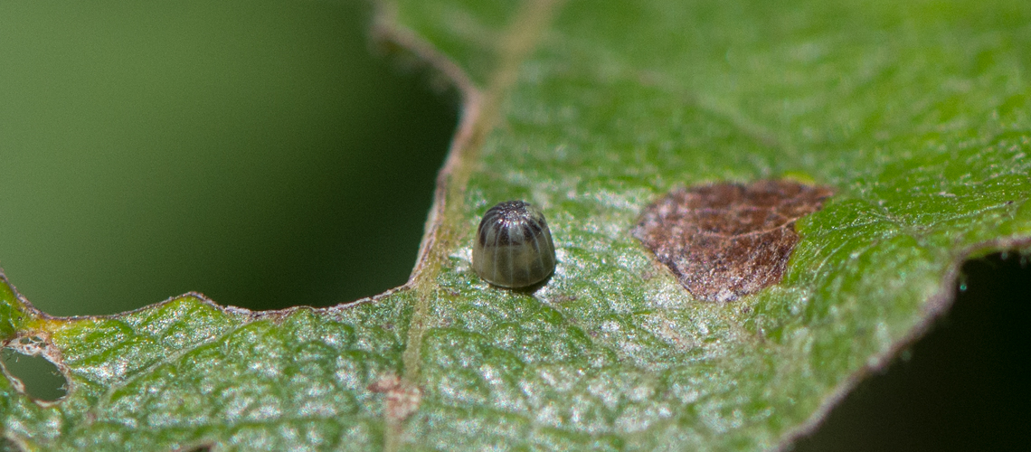 A Purple Emperor egg discovered by Steven Cheshire and Keith and Heather Warmington at Ryton Wood Meadow Butterfly Conservation Reserve in August 2016 © 2016 - 2022 Steven Cheshire.