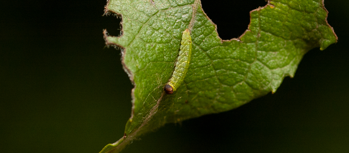 A first instar Purple Emperor caterpillar at Fermyn Wood, Northamptonshire © 2022 Steven Cheshire.