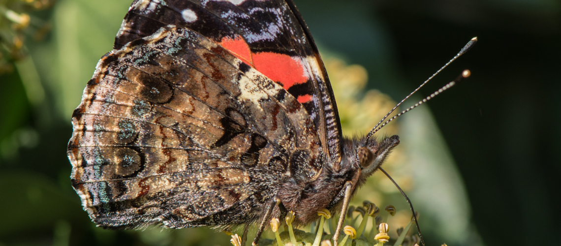 Red Admiral feeding on ivy. © 2022 Steven Cheshire.