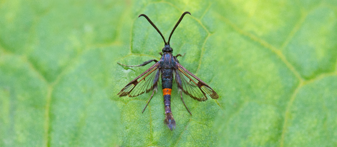 A male Red-belted Clearwing at Oversley Wood. © 2024 Keith Warmington.