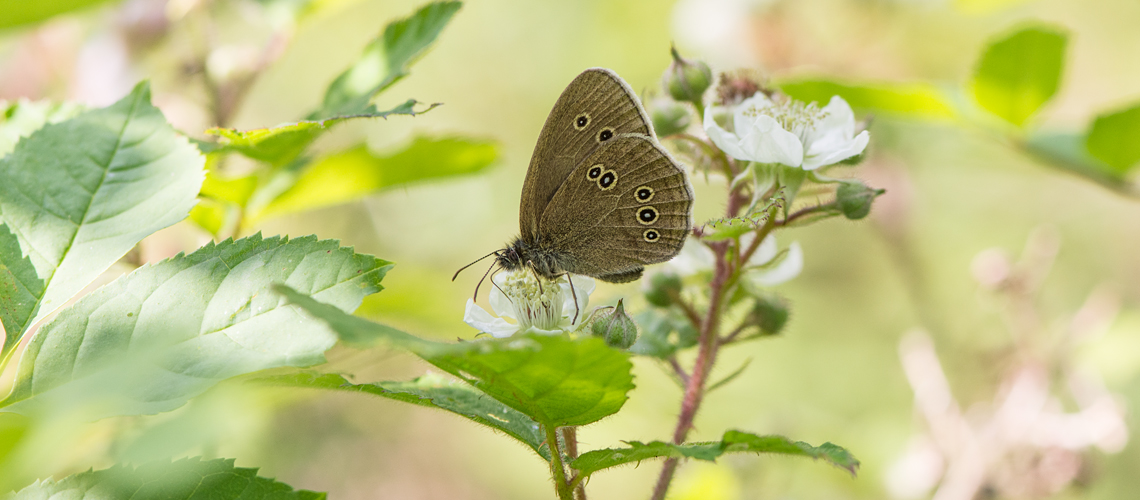 A Ringlet feeding on Bramble flowers at Lineover Wood, Gloucestershire © 2017 - 2022 Steven Cheshire.