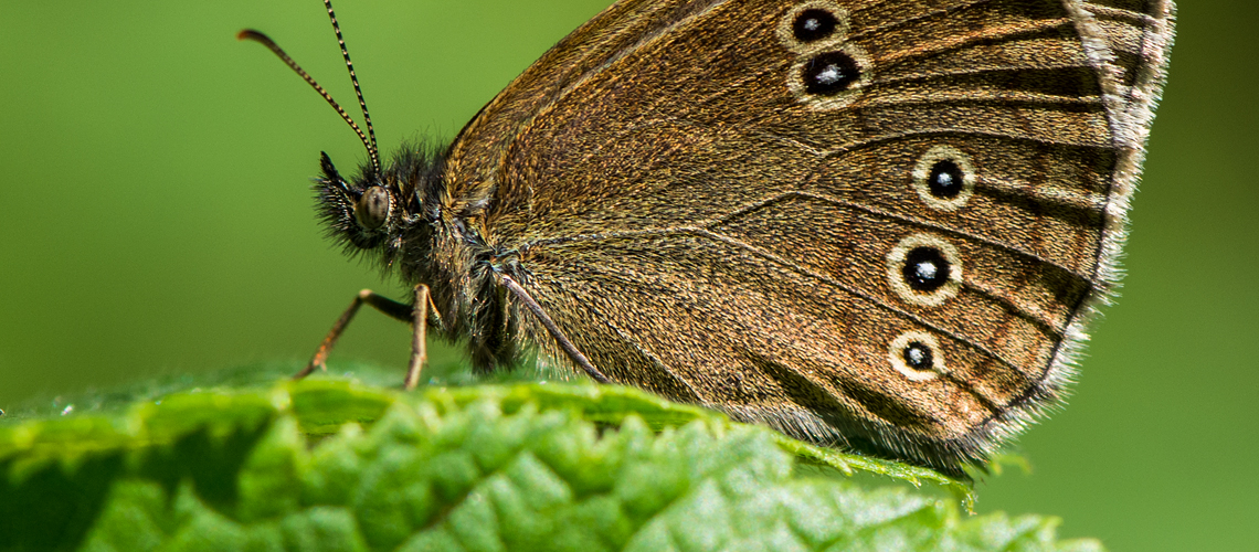 A Ringlet resting at Oversley Wood © 2017 - 2022 Steven Cheshire.