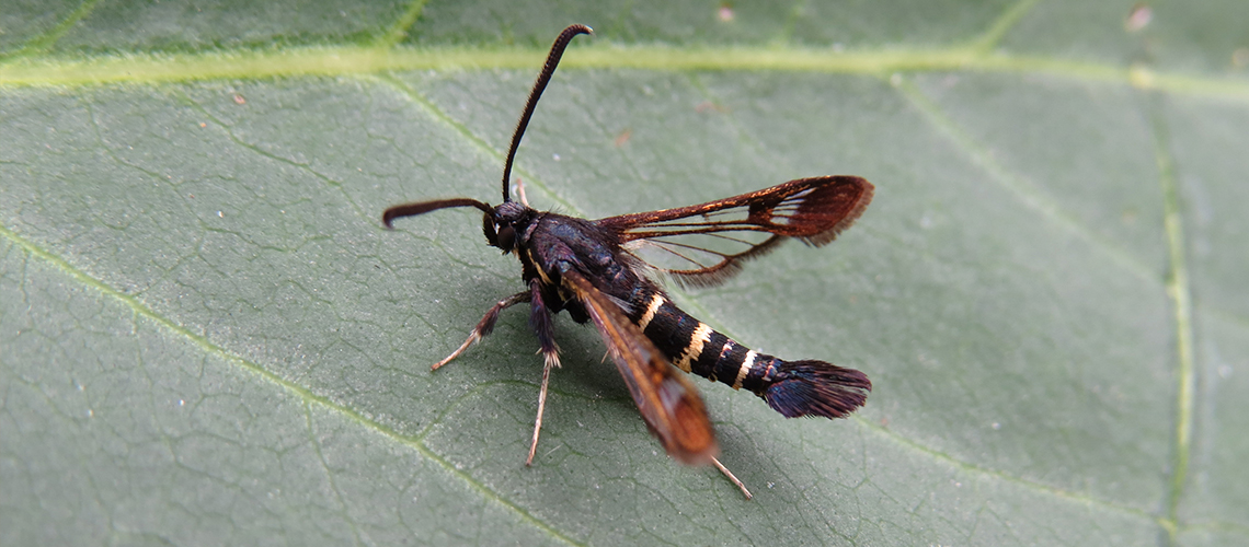 The third Sallow Clearwing to be recorded in Warwickshire at Brandon Marsh. © 2020 - 2022 Paul Cashmore.