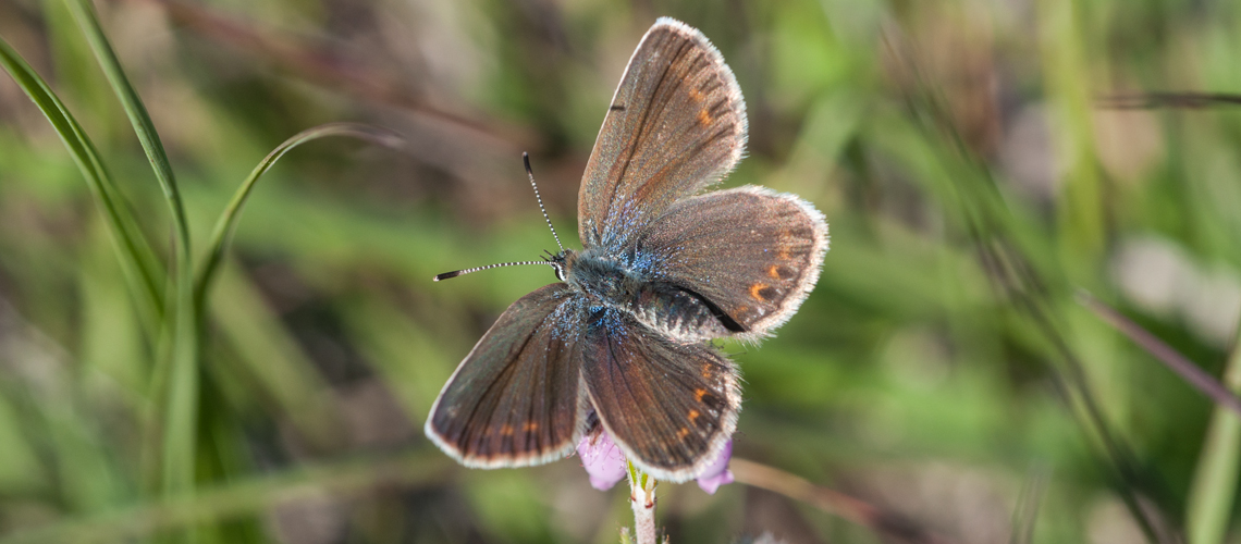 A female Silver-studded Blue at Stoborough Heath, New Forest, Hampshire. © 2011- 2022 Steven Cheshire.