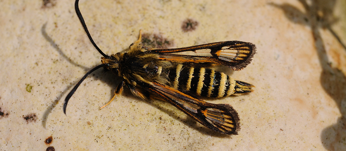 A male Six-belted Clearwing moth at Ryton Wood Meadows. © 2012 - 2022 Steven Cheshire.