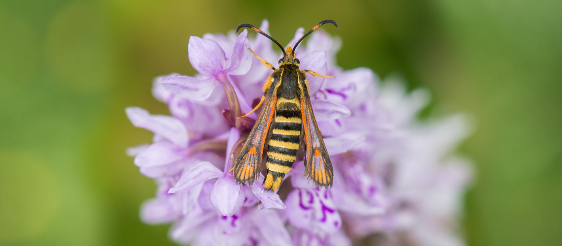 A female Six-belted Clearwing at Stockton Cutting. © 2016 - 2024 Steven Cheshire.