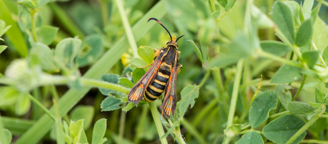 A female Six-belted Clearwing at Stockton Cutting. © 2016 - 2022 Steven Cheshire.
