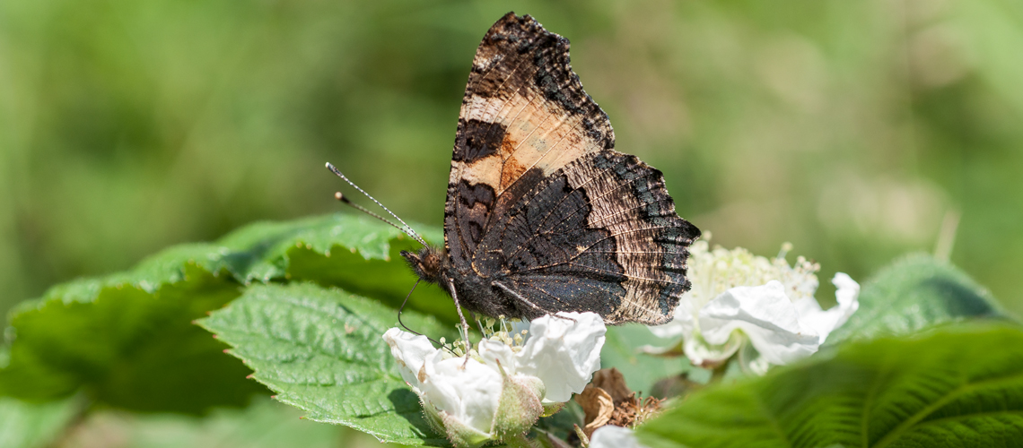 A Small Tortoiseshell at the Wyre Forest. © 2013 - 2022 Steven Cheshire.