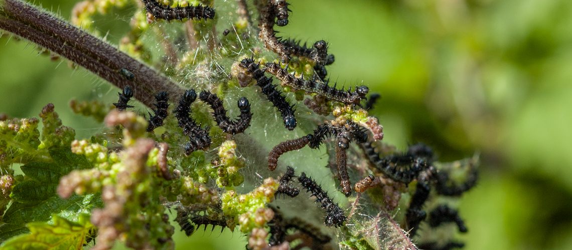 Small Tortoiseshell larval web containing second and third instar larvae feeding on Common Nettle - Windmill Hill, Nuneaton. © 2022 Steven Cheshire.
