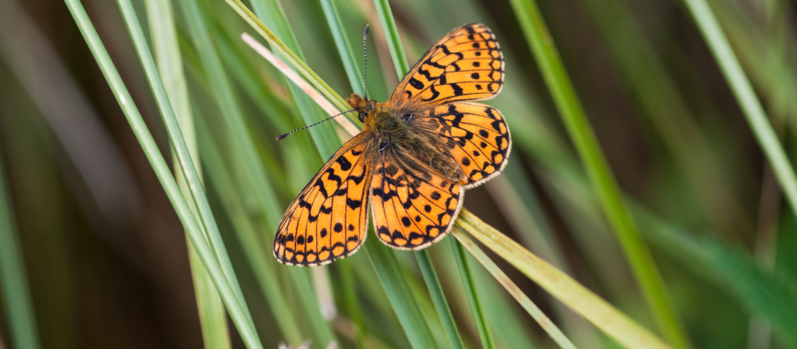 A Small Pearl-bordered Fritillary at Sherbrook Valley, Cannock Chase. © 2011 - 2022 Steven Cheshire.