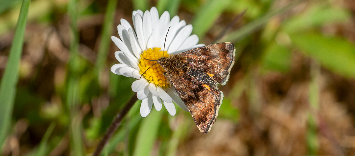 A Small Yellow Underwing feeding on ox-eye daisy at Ryton Wood Meadows. © 2010 - 2024 Steven Cheshire.