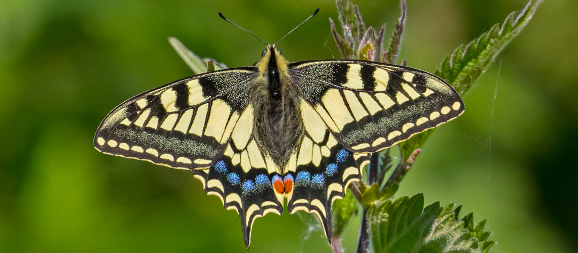 Swallowtail (<i>Papilio machaon ssp. britannicus</i>) - Norfolk. © 2022 Keith Warmington