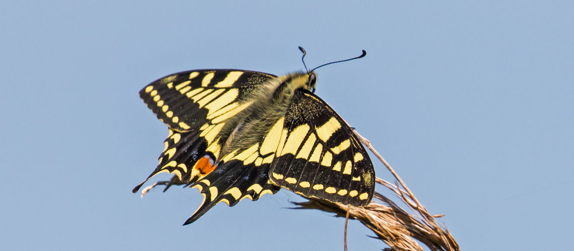 Swallowtail (<i>Papilio machaon ssp. britannicus</i>) - Norfolk. © 2022 Keith Warmington