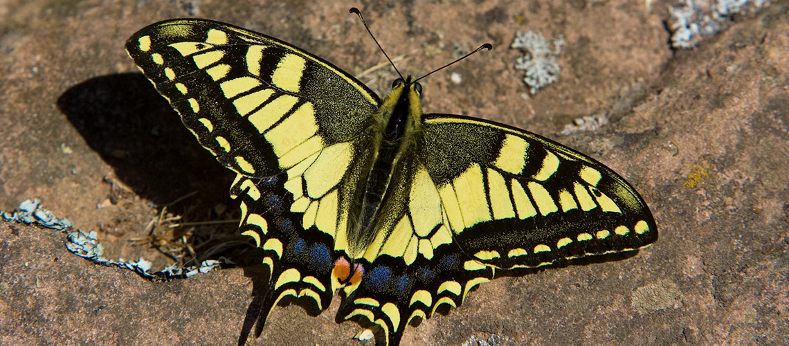 Swallowtail (<i>Papilio machaon ssp. gorganus</i>) basking, Trescares, Picos de Europa, Spain. © 2007 - 2022 Keith Warmington.