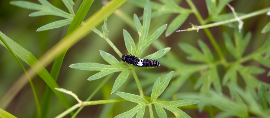 Swallowtail caterpillar. © 2022 Steve Batt