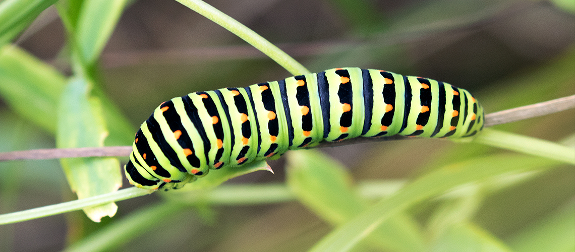 Swallowtail caterpillar. © 2022 Steve Batt
