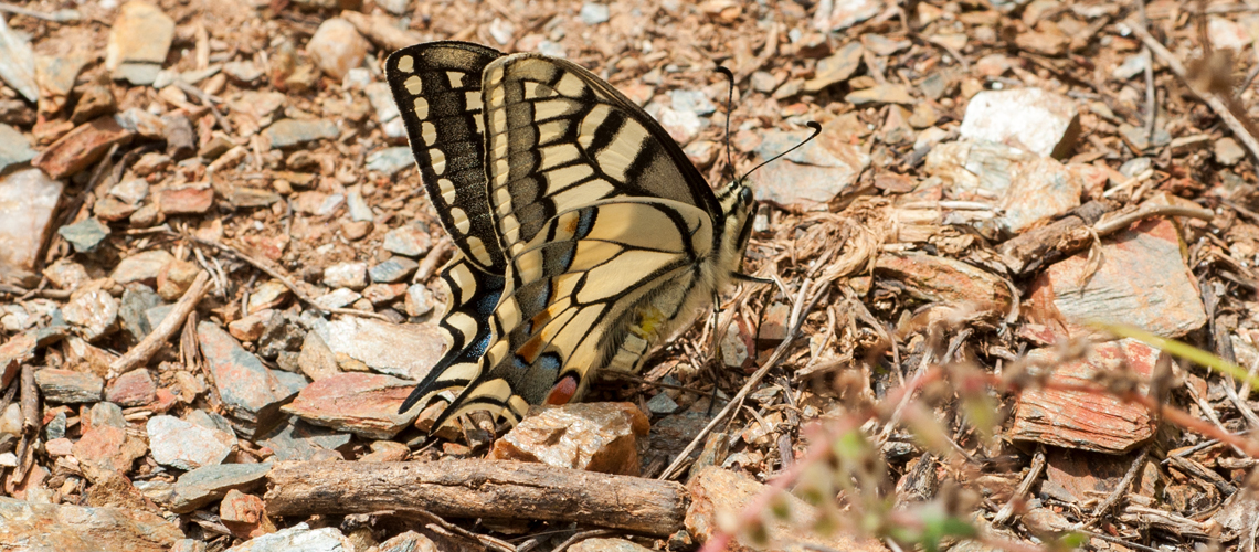 Swallowtail (<i>Papilio machaon ssp. gorganus</i>), Picos de Europa, Spain. © 2009 - 2022 Steven Cheshire.