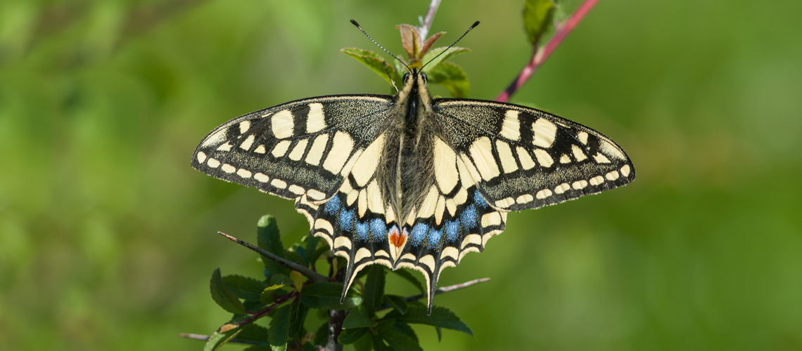 Swallowtail (<i>Papilio machaon ssp. gorganus</i>), Sierra Nevada, Spain. © 2010 - 2022 Steven Cheshire.