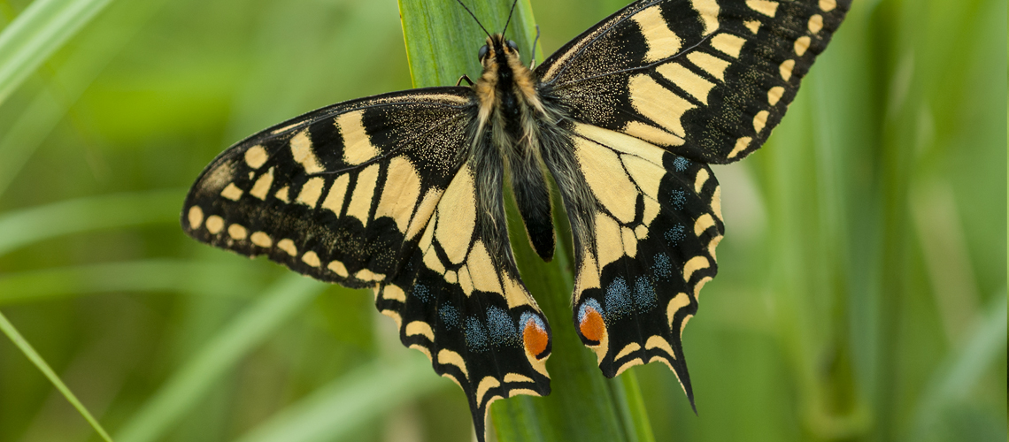 Swallowtail (<i>Papilio machaon ssp. britannicus</i>) - Norfolk. © 2007 - 2022 Steven Cheshire.