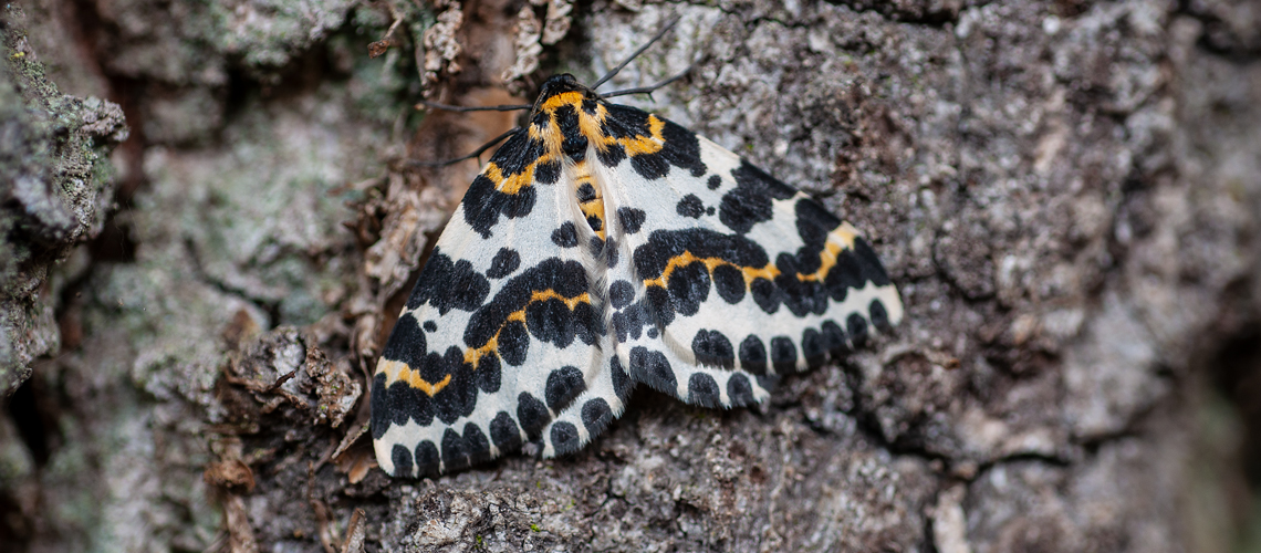 Magpie moth. © 2010 - 2024 Steven Cheshire.
