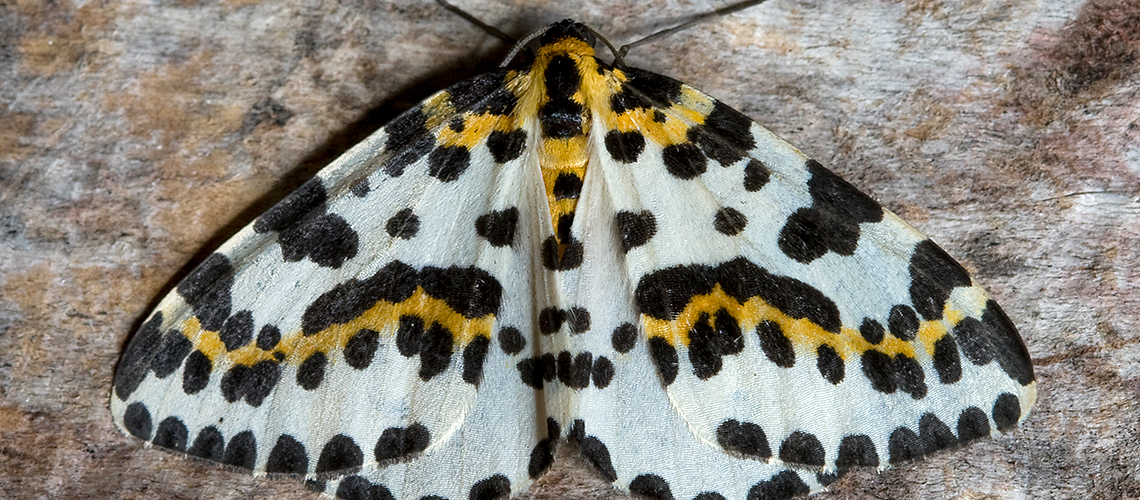 Close-up view of a Magpie moth. © 2024 Unknown!!