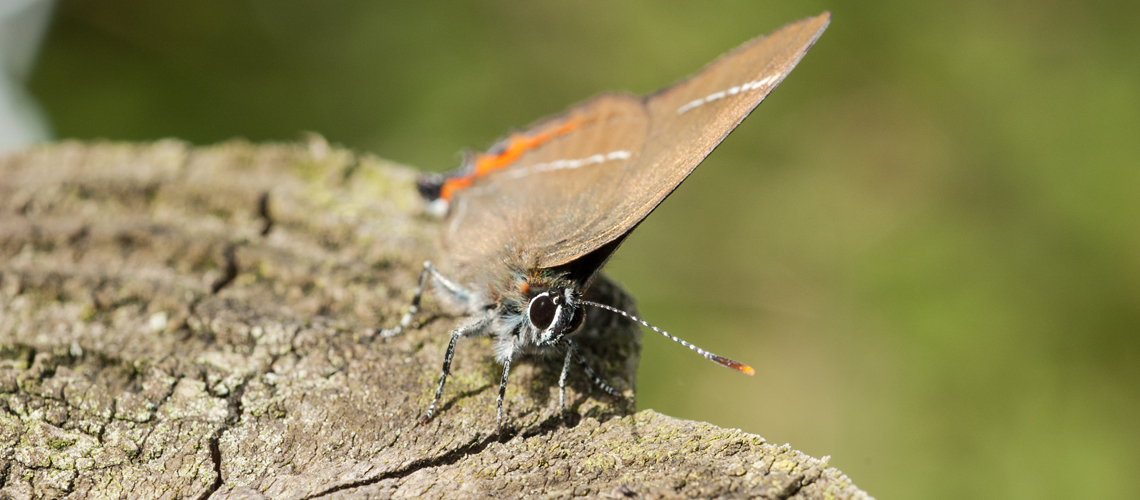 A White-letter Hairstreak basks by tilting its wings to face the sun while resting on a fence post at Ryton Wood. © 2007 - 2022 Steven Cheshire.