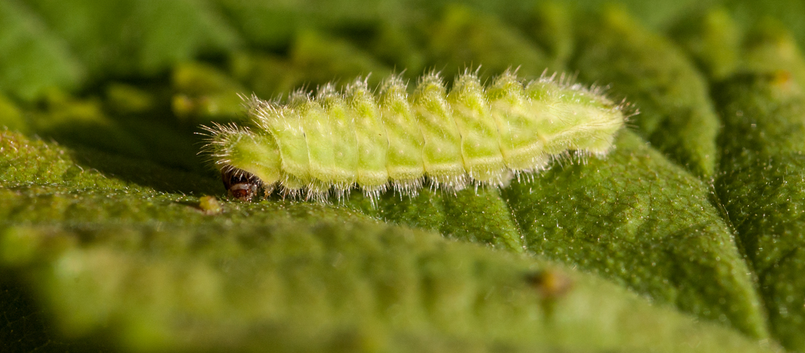 A final instar White-letter Hairstreak larva. © 2022 Steven Cheshire.
